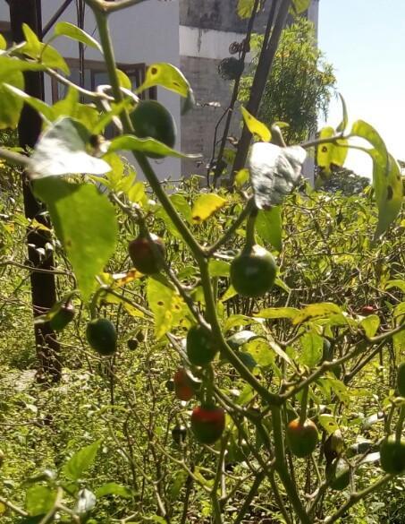 Martam Farmhouse Пеллінґ Екстер'єр фото